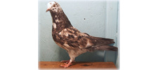 "Unveiling the Secrets of Almond Pigeons: How Genetic Factors Create the Most Striking Coloration in Pigeons!"
